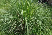 citronella