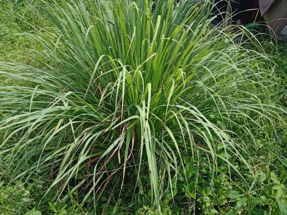 citronella