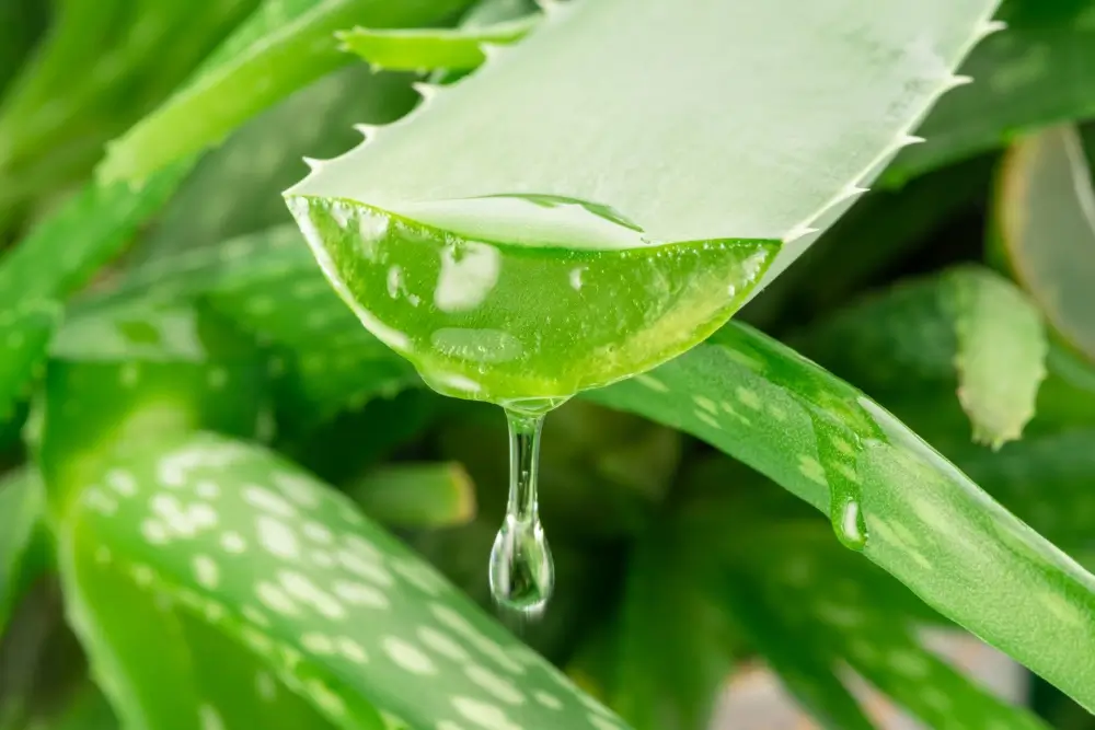 Aloe vera je opravdový všelék - SportDeník aloe vera