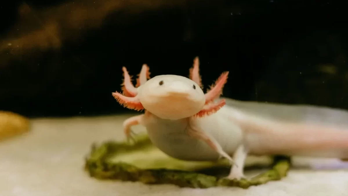 Axolotl