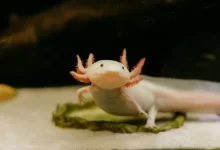 Axolotl