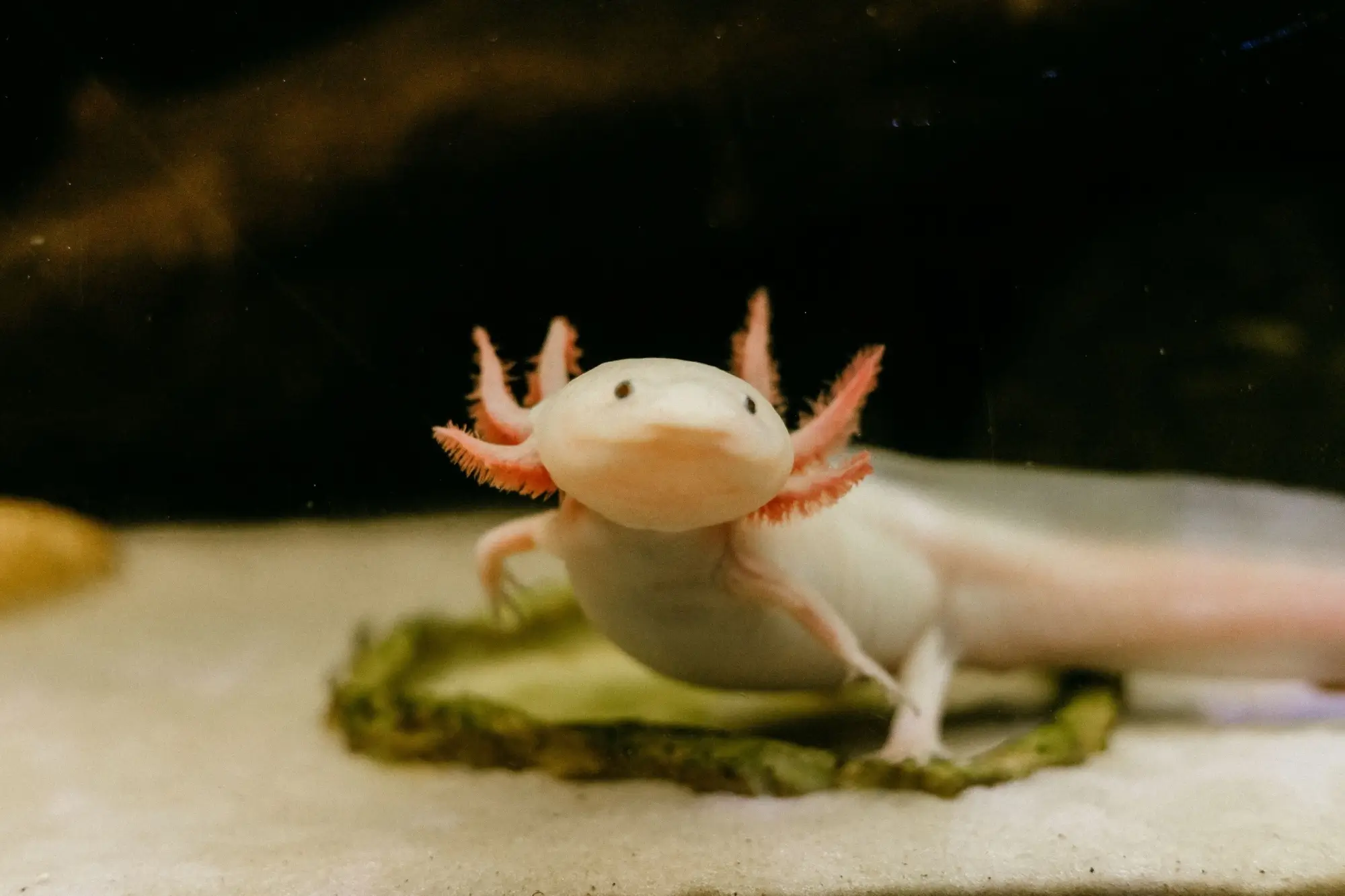 Axolotl