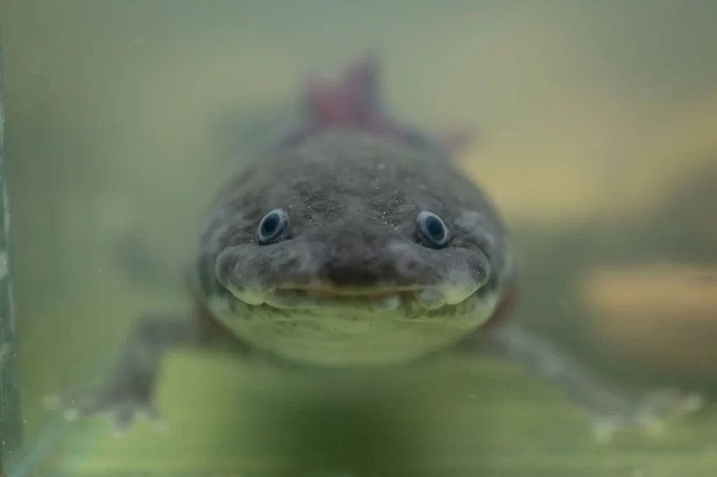 Shutterstock_2574748631 - SportDeník Axolotl