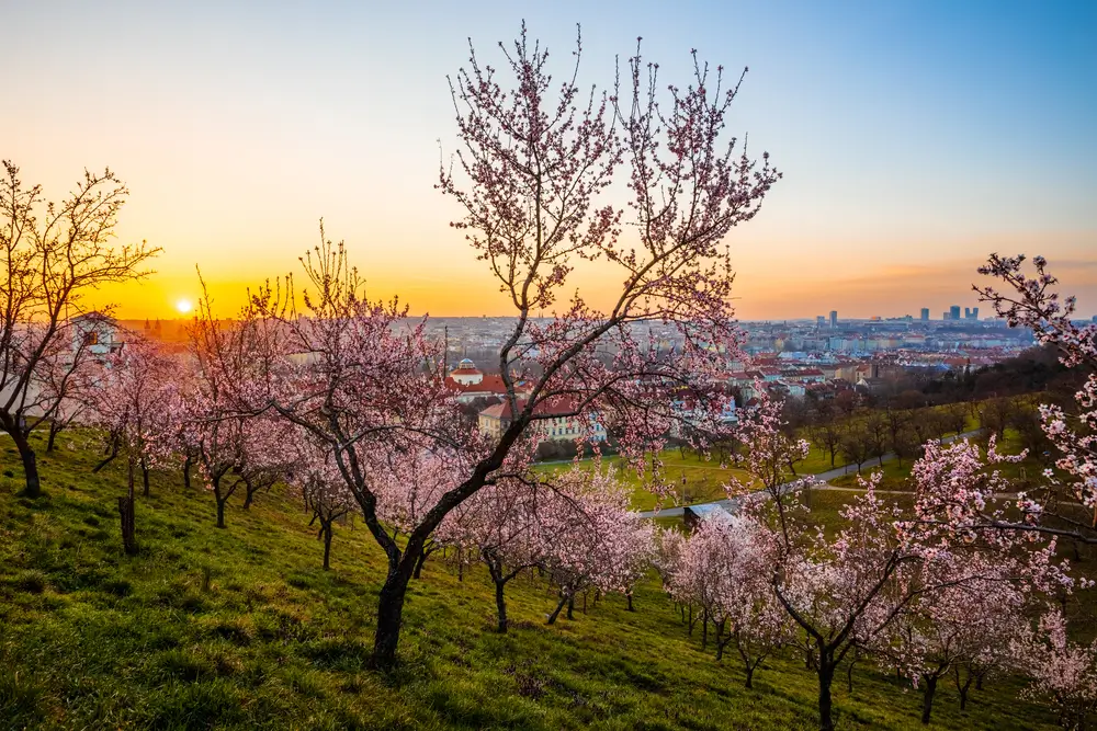 shutterstock_1947611854 - SportDeník petřínské sady