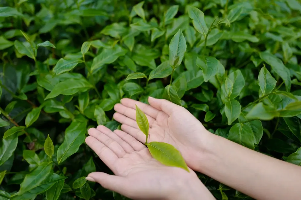 Lístky matcha.
