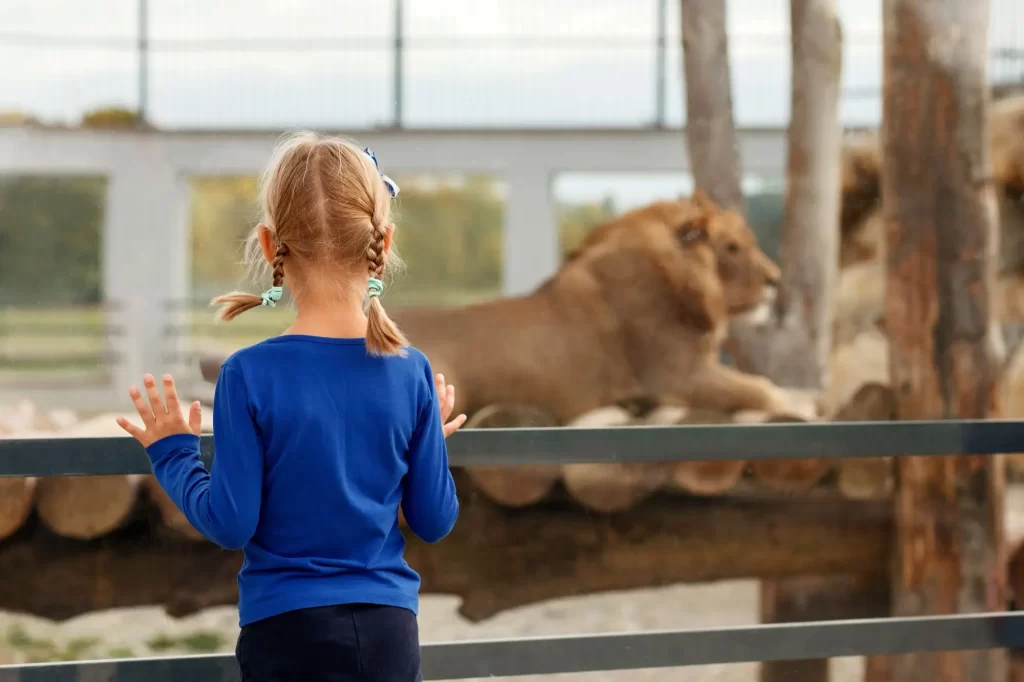 Holčička pozoruje lvy v zoo