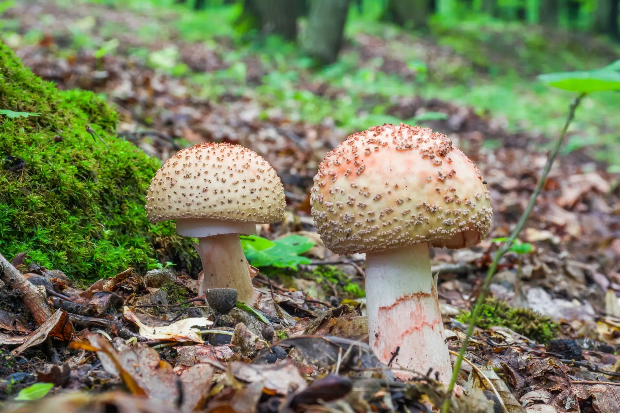 Shutterstock_1762066199 - SportDeník Muchomůrka růžovka