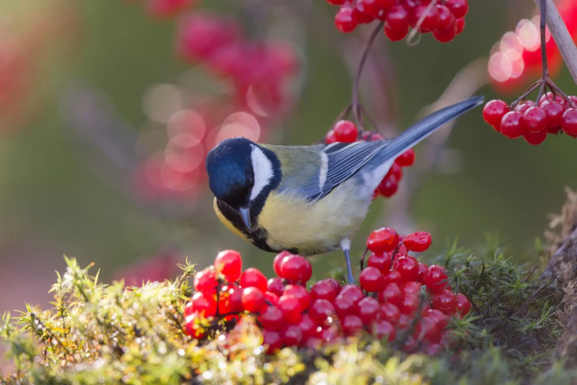 Shutterstock_2411777059 - SportDeník Pták se živí plody kaliny