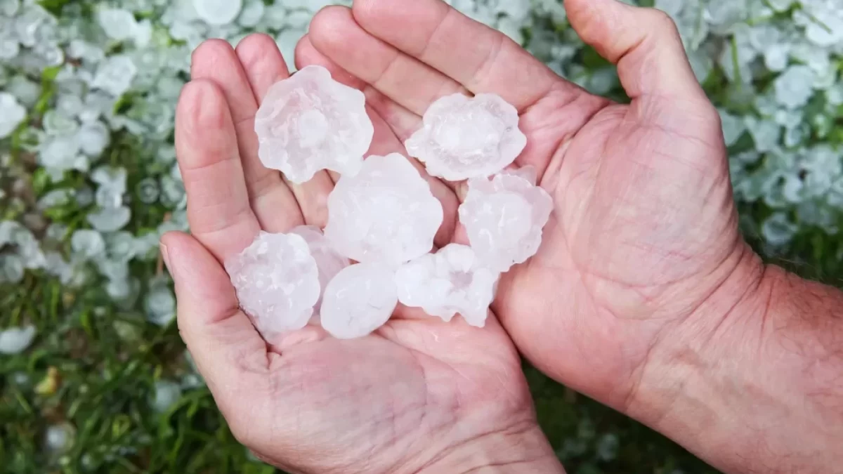 Mužské ruce držící obří kroupy