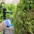 Mužská ruka v ochranné rukavici stříká prostředek z konve na keře buksusu
