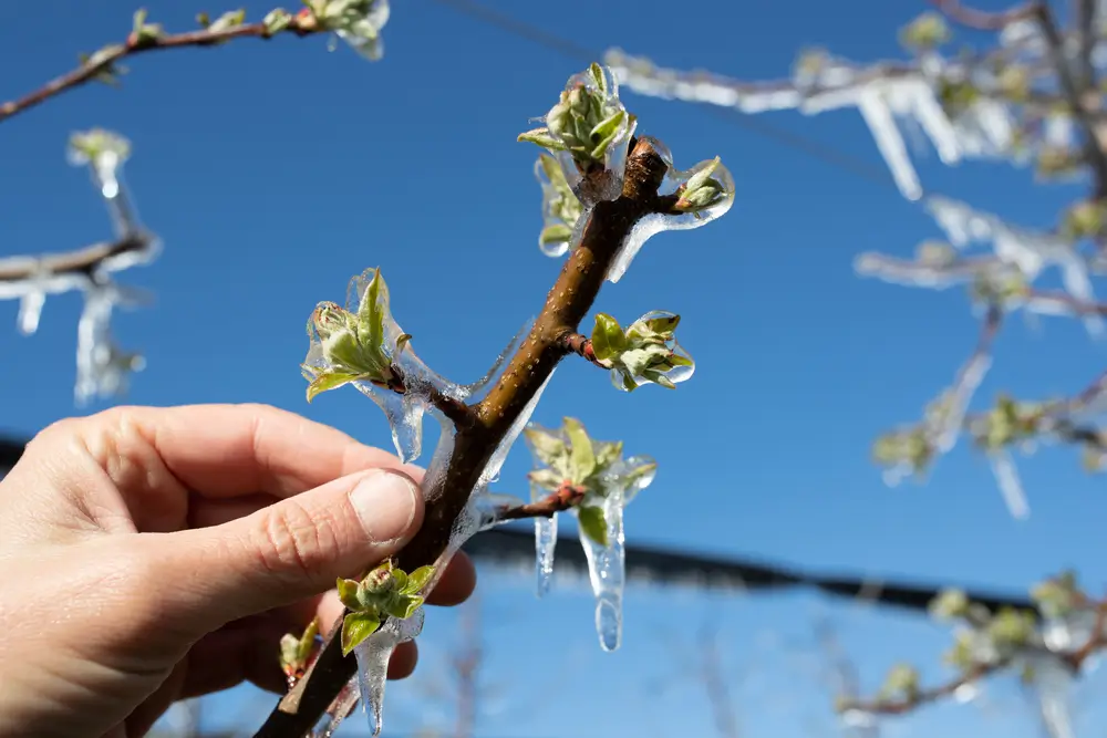 Zmrzlý stromek. - SportDeník Meteorologové vydali výstrahu: Česko se připravuje na neuvěřitelné ochlazení. To nejhorší ale teprve přijde Foto: Shutterstock