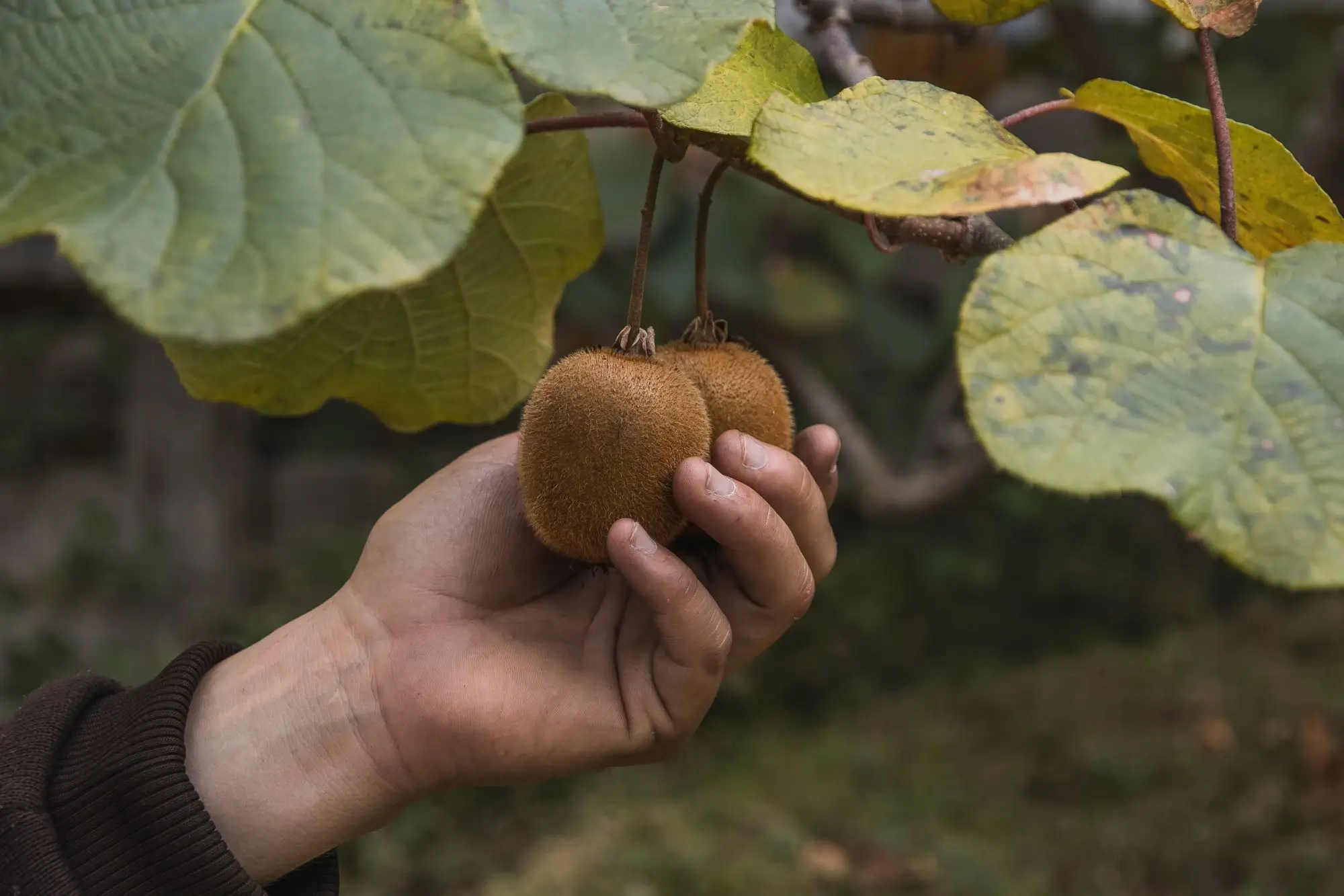 shutterstock_2086441066 - SportDeník kiwi