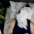 žena leží v posteli s alergickou reakcí