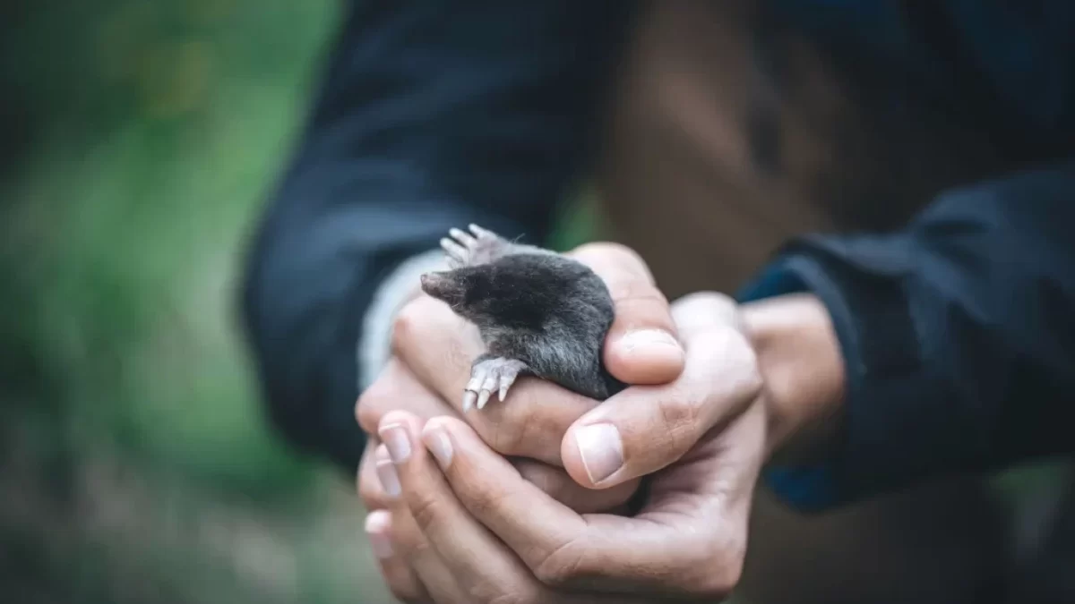 Krtky na zahradě přitahuje jako magnet rostlina, do níž byste to neřekli