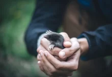 Krtky na zahradě přitahuje jako magnet rostlina, do níž byste to neřekli