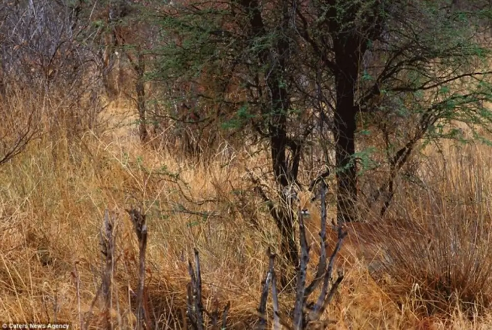 Camo-Animals-by-Art-Wolfe-17-634x426 - SportDeník Skryté zvíře na obrázku