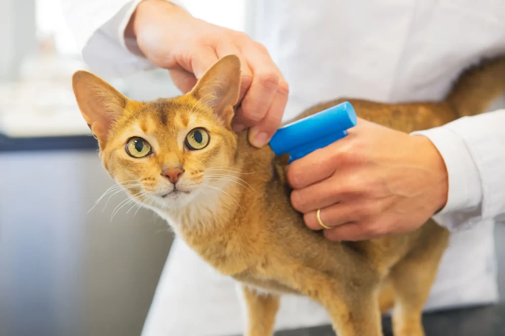 Shutterstock_200078717 - SportDeník Veterinář čipující kočku