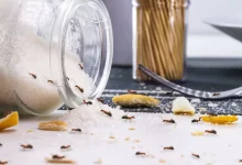 Mravenci na rozsypaném cukru