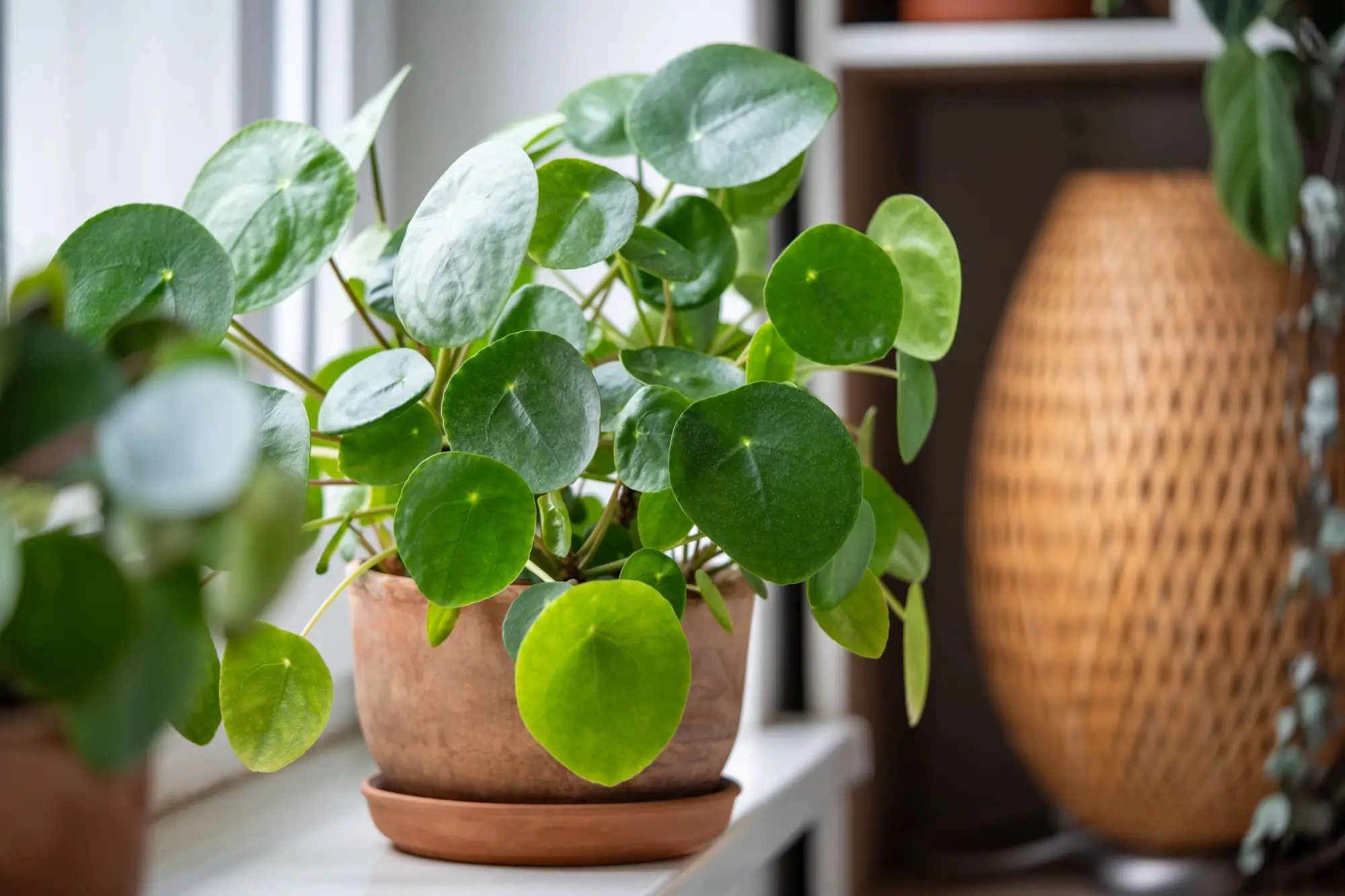 Shutterstock_2454185635 - SportDeník Pilea pepřincová na parapetu