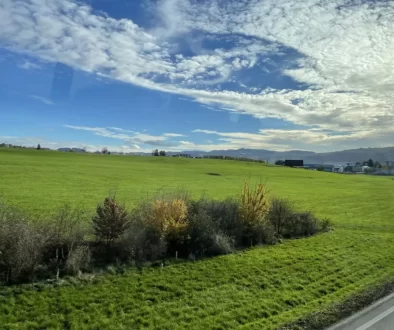 Letní krajina se zeleným polem