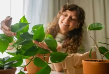 Žena při péči o pokojovou rostlinu v květináči.