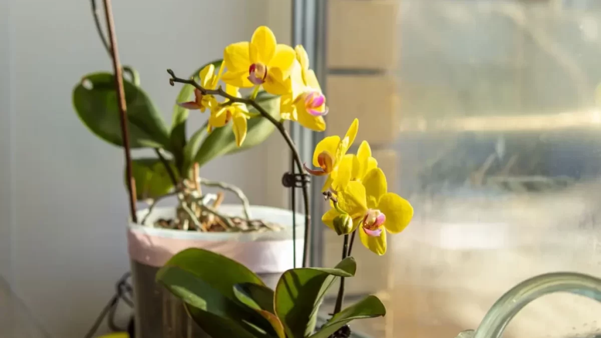 žlutá orchidej