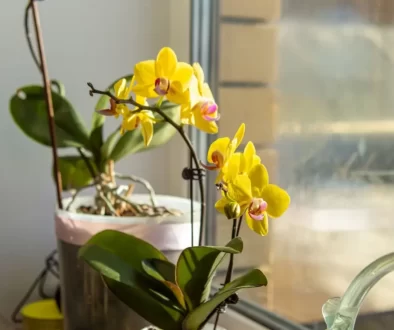 žlutá orchidej