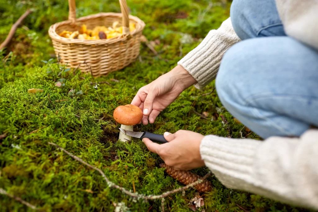 shutterstock_2023057439_optimized - SportDeník žena sbírá v lese houby
