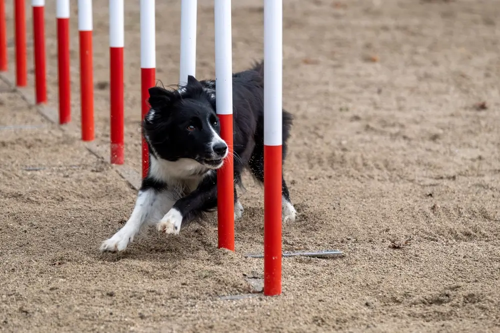 shutterstock_2378693457 - SportDeník Borger kolie agility