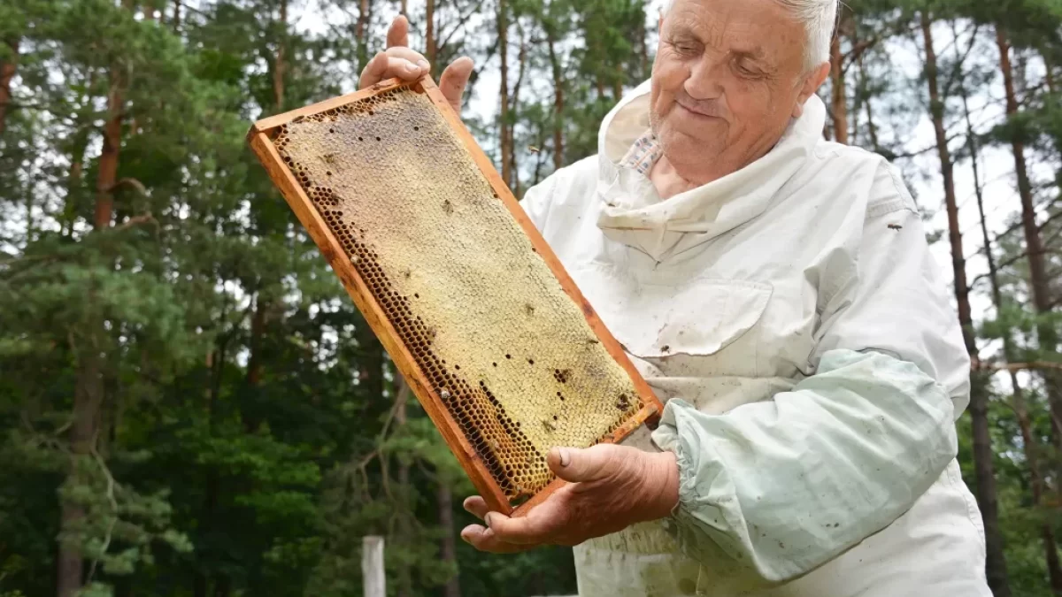včelař kontroluje plástve