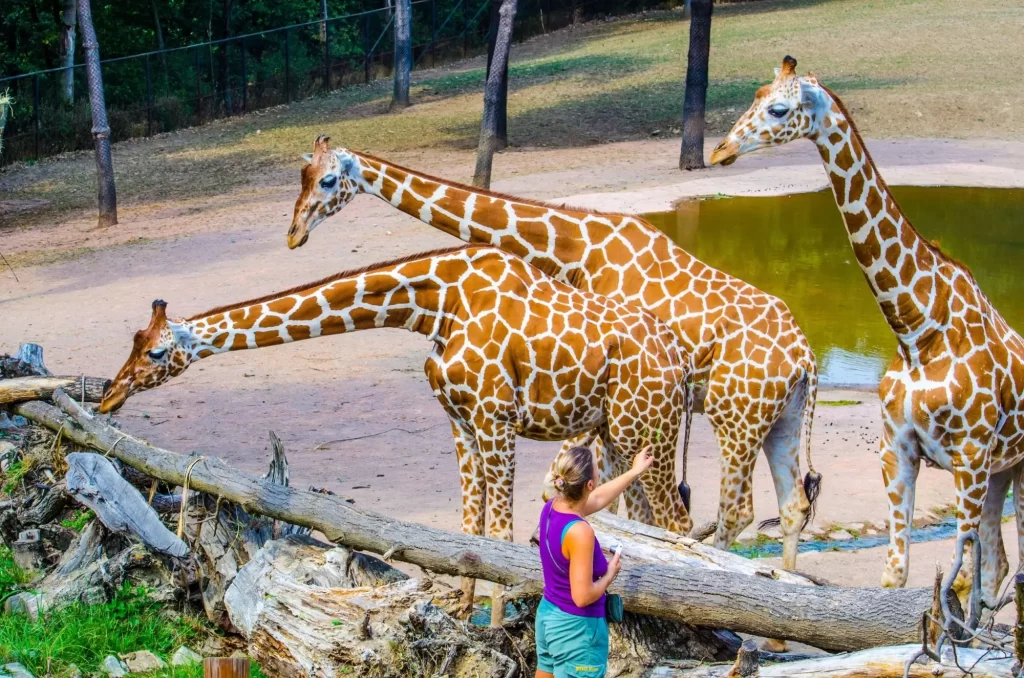 Vaše děti si mohou užít ZOO Brno za symbolickou jednu korunu. - SportDeník výběh se žirafami v zoo