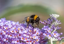 Čmelák opylující fialovou rostlinu
