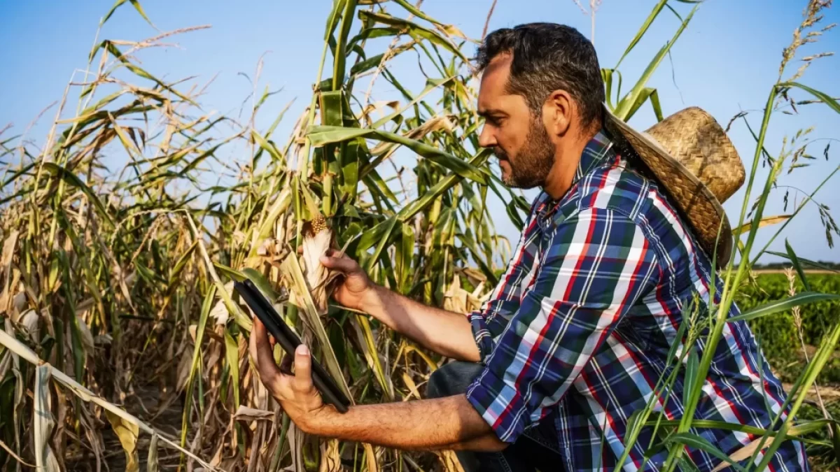 Farmář prohlíží zničenou úrodu kukuřice