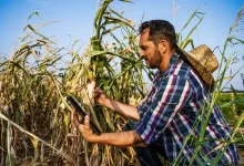 Farmář prohlíží zničenou úrodu kukuřice