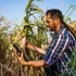 Farmář prohlíží zničenou úrodu kukuřice