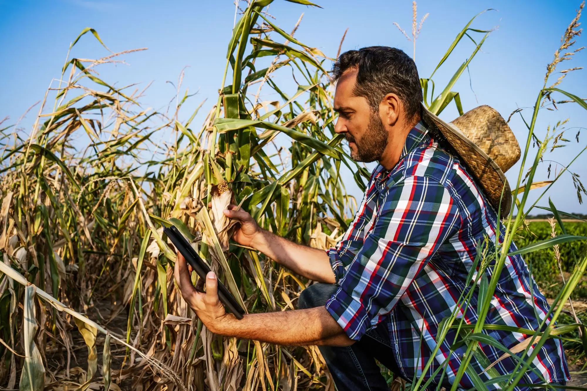 Farmář prohlíží zničenou úrodu kukuřice
