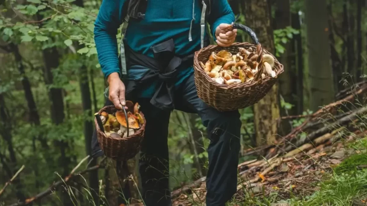 Houbaření je oblíbenou zálibou mnoha Čechů, často ale může dojít k záměněn