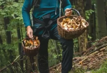 Houbaření je oblíbenou zálibou mnoha Čechů, často ale může dojít k záměněn