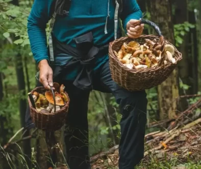 Houbaření je oblíbenou zálibou mnoha Čechů, často ale může dojít k záměněn