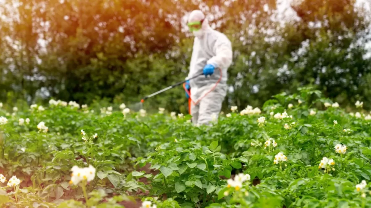 Zahradník v ochranném obleku stříkající pesticidy na zahradě