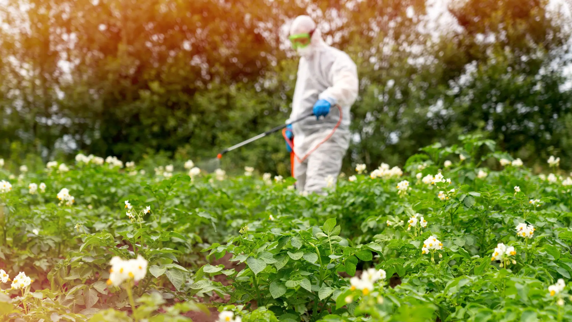 Zahradník v ochranném obleku stříkající pesticidy na zahradě