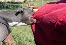 Pes se zakusuje do bundy muže