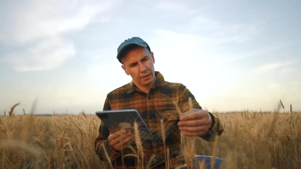 Zemědělec kontroluje stav obilí na poli