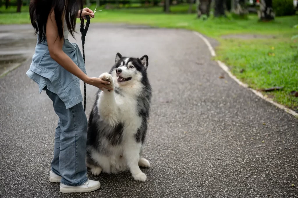Shutterstock_2517581677 - SportDeník Podle odborníků přílišné mazlení nemá rád třeba Husky.