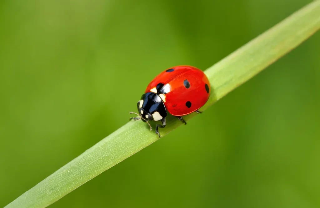 Shutterstock_2538142473 - SportDeník