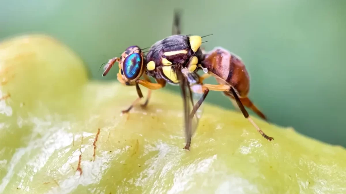Bactrocera dorsalis