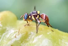 Bactrocera dorsalis