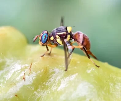 Bactrocera dorsalis