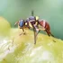 Bactrocera dorsalis