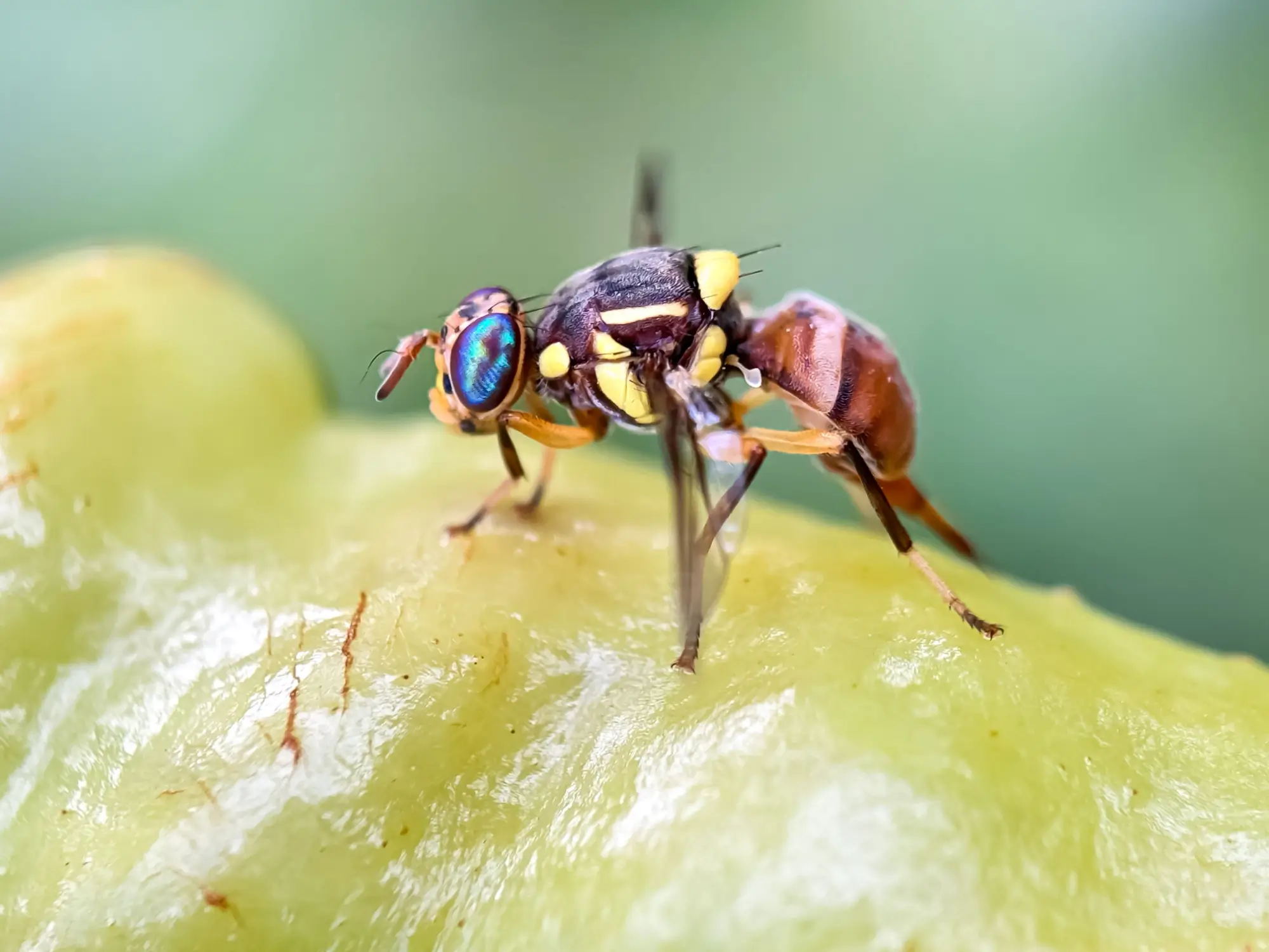 Bactrocera dorsalis